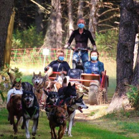 campingdulac_Alaskan-ete-chien